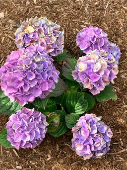 https://user-images.myplantin.com/prod/comments/b4a1f3ac-c616-4244-aaf7-b593dcd8068e.jpg