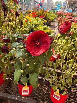 https://user-images.myplantin.com/prod/comments/b4f15c7e-d7b0-4062-b16b-5443e0f54d25.jpg
