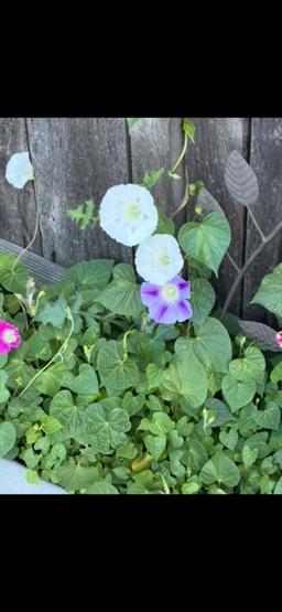 https://user-images.myplantin.com/prod/comments/b5b500db-4760-4b12-b9fb-08037b9118f5.jpg