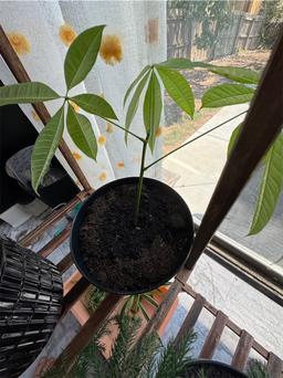 https://user-images.myplantin.com/prod/comments/b8ba5d63-9825-433a-83b1-bc98929789f1.jpg