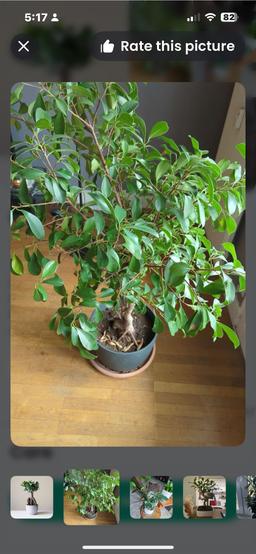 https://user-images.myplantin.com/prod/comments/b94ff05b-aa9f-40ec-aeea-417de056efd1.jpg