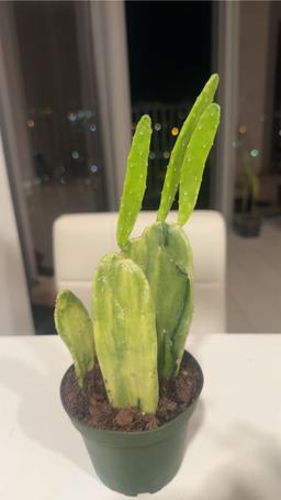 https://user-images.myplantin.com/prod/comments/ba099fa4-6fe3-4cb8-b5ce-2cdd6b55a43b.jpg