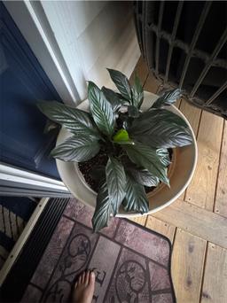 https://user-images.myplantin.com/prod/comments/c0206496-8d47-4eab-8e8c-4a8cc4de2a0c.jpg