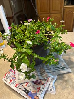 https://user-images.myplantin.com/prod/comments/c0730593-c829-4a72-9ebc-426cbff15ed1.jpg