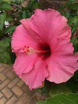 https://user-images.myplantin.com/prod/comments/c470dbc6-72b3-4d2a-a42d-b64c32bd1603.jpg