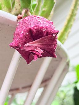 https://user-images.myplantin.com/prod/comments/c515441f-bc86-49c1-818d-0f72047e6b27.jpg