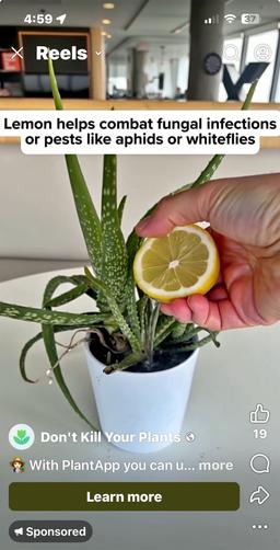 https://user-images.myplantin.com/prod/comments/cbadd9ea-f560-4abc-a6ee-2ece546d28d2.jpg