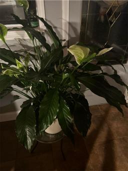 https://user-images.myplantin.com/prod/comments/ce8214cd-aaec-4242-a45e-9db0b5b713a2.jpg