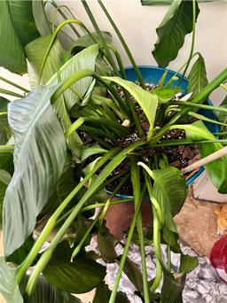 https://user-images.myplantin.com/prod/comments/ceb66f78-27bd-445e-8c2d-74b570581224.jpg