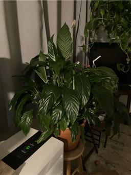https://user-images.myplantin.com/prod/comments/d1113665-b0f3-4f63-b44c-ce4b2e13d82e.jpg