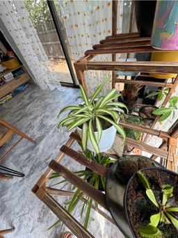 https://user-images.myplantin.com/prod/comments/dbb2c914-c3bb-4781-8bd1-cb98c594e2f0.jpg