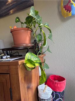 https://user-images.myplantin.com/prod/comments/ea82ccb1-613e-4b7d-b3b6-837346473363.jpg