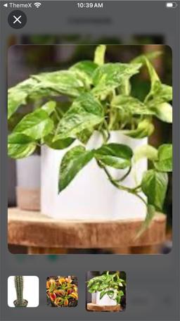 https://user-images.myplantin.com/prod/comments/ec9618f0-3cf7-4c3d-9079-9e4e2261152f.jpg