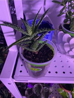 https://user-images.myplantin.com/prod/comments/f002ed92-45b3-4d55-8534-0d4dc9533f0c.jpg