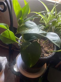 https://user-images.myplantin.com/prod/comments/f700ef3e-e0d9-47ed-a193-68f520fc933c.jpg