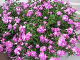 https://user-images.myplantin.com/prod/comments/faf425fd-3ac9-4714-8e9d-56cb8cfc4c31.jpg