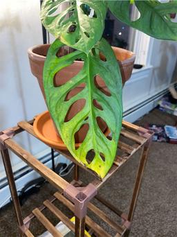 https://user-images.myplantin.com/prod/comments/fe53f3dd-0e24-48a0-8b54-a7e99f4eddd6.jpg