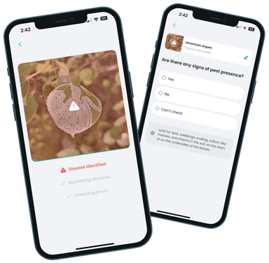 Tree Id App Tree Identifier App