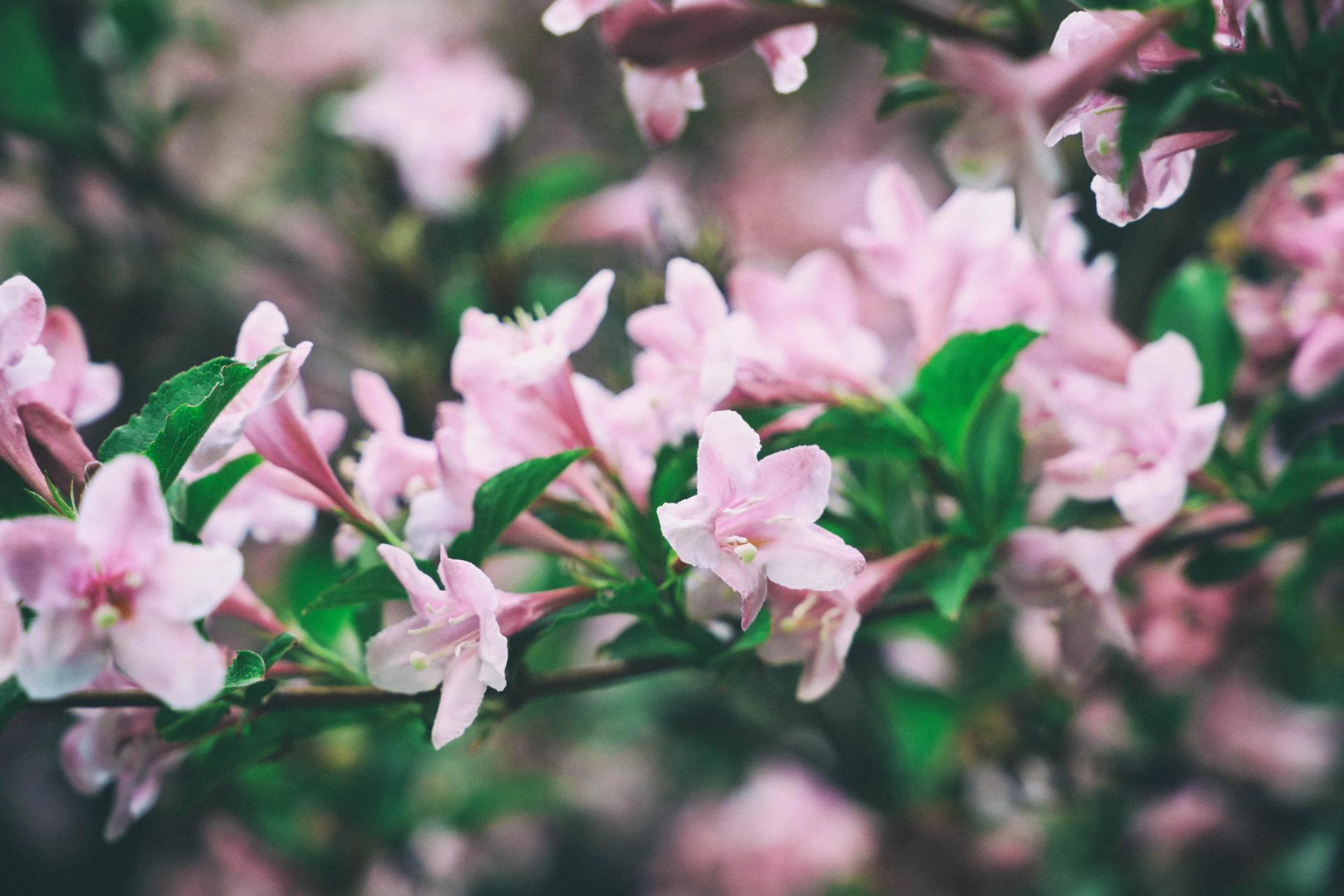 pastel-pink-weigela-spring-flowers-blooming-bush-t-2021-11-22-14-29-36-utc-min.jpg