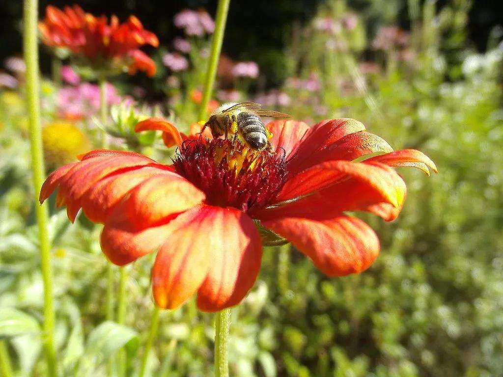 Dahlia Coccinea with a Bee Feeding on Nectar