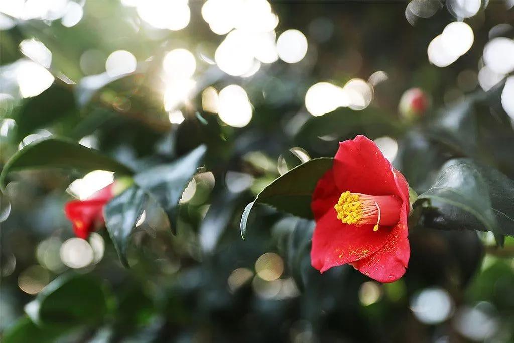 Camellia Japonica in Full Bloom
