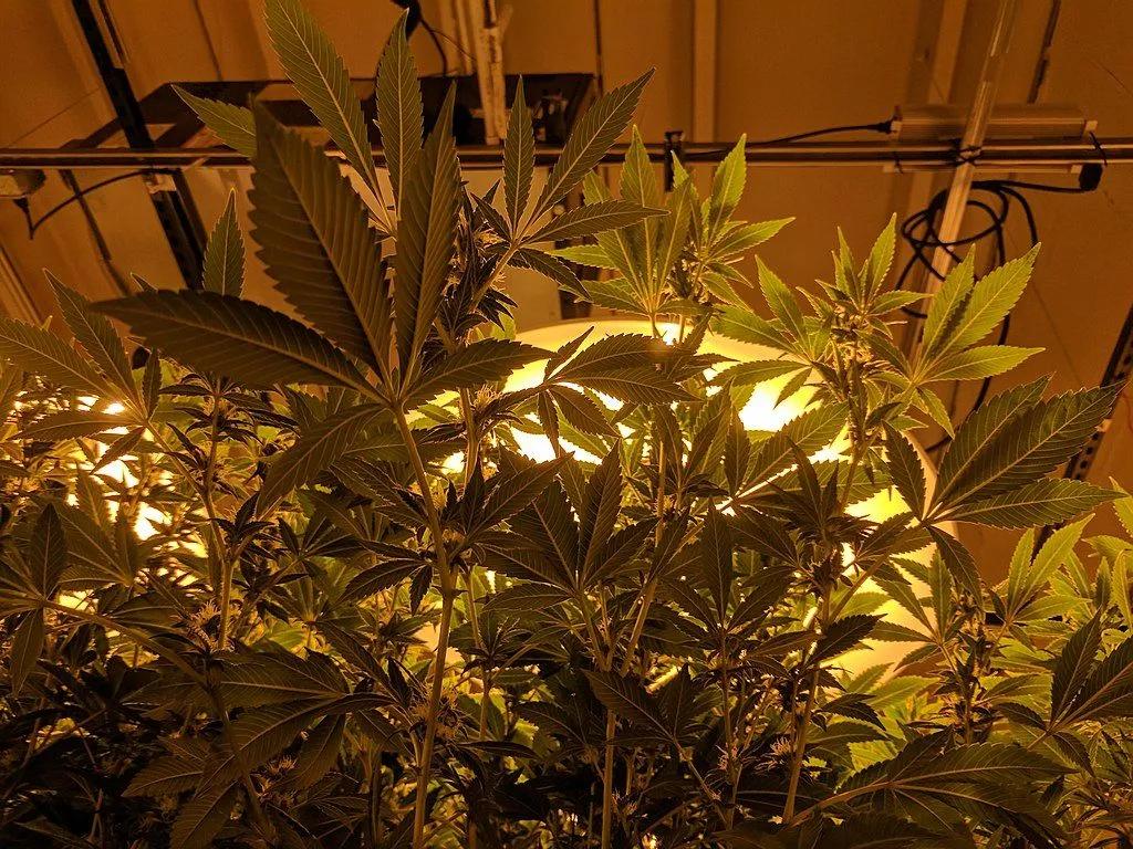 Cannabis under Grow Lights
