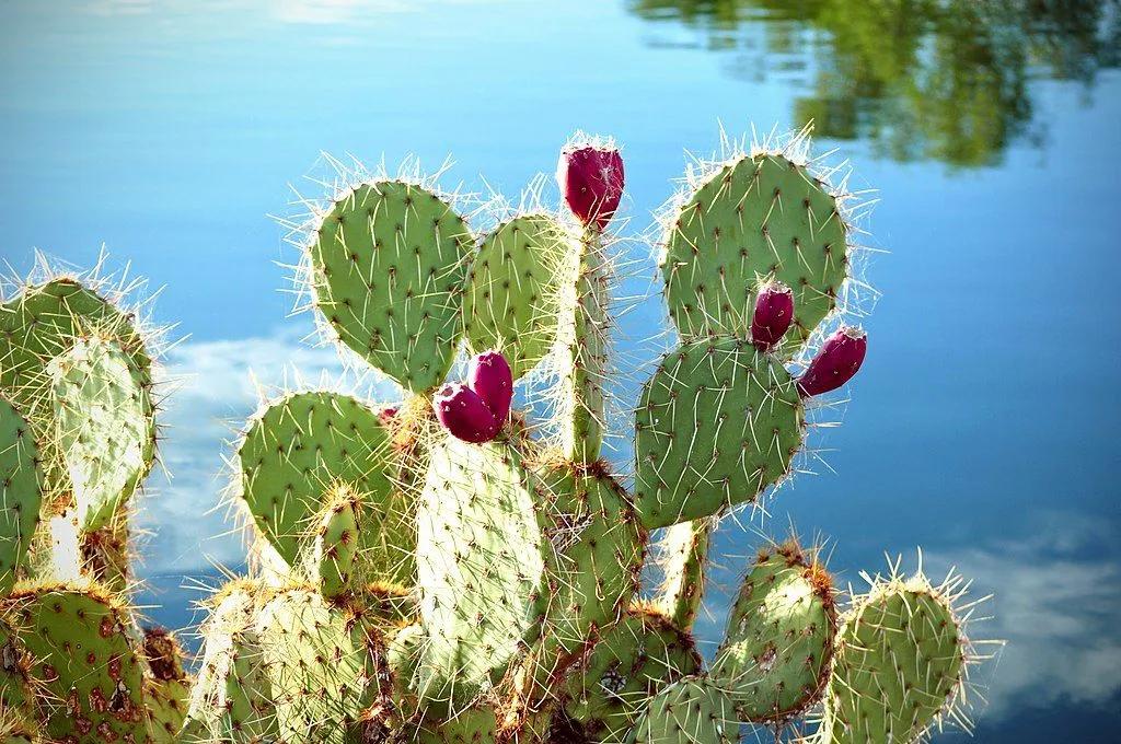 Cacti next to the Lake