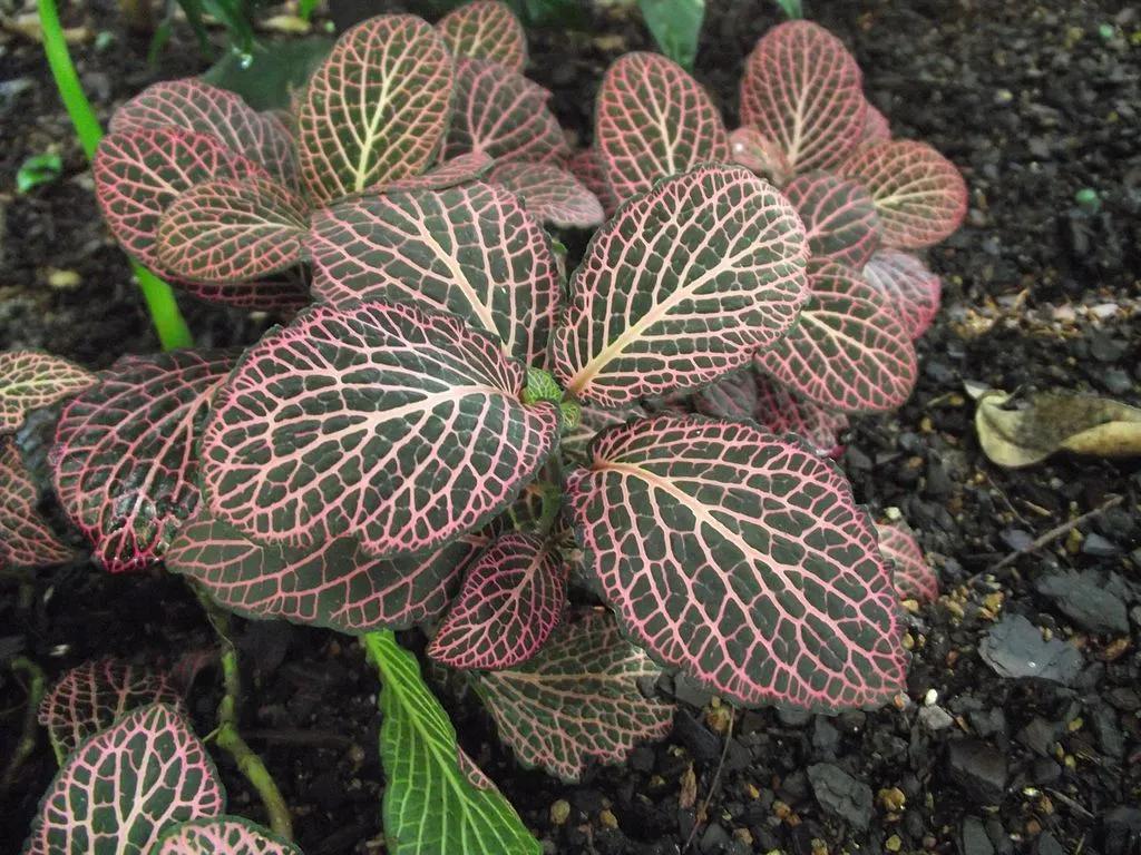 Pink Veined Fittonia