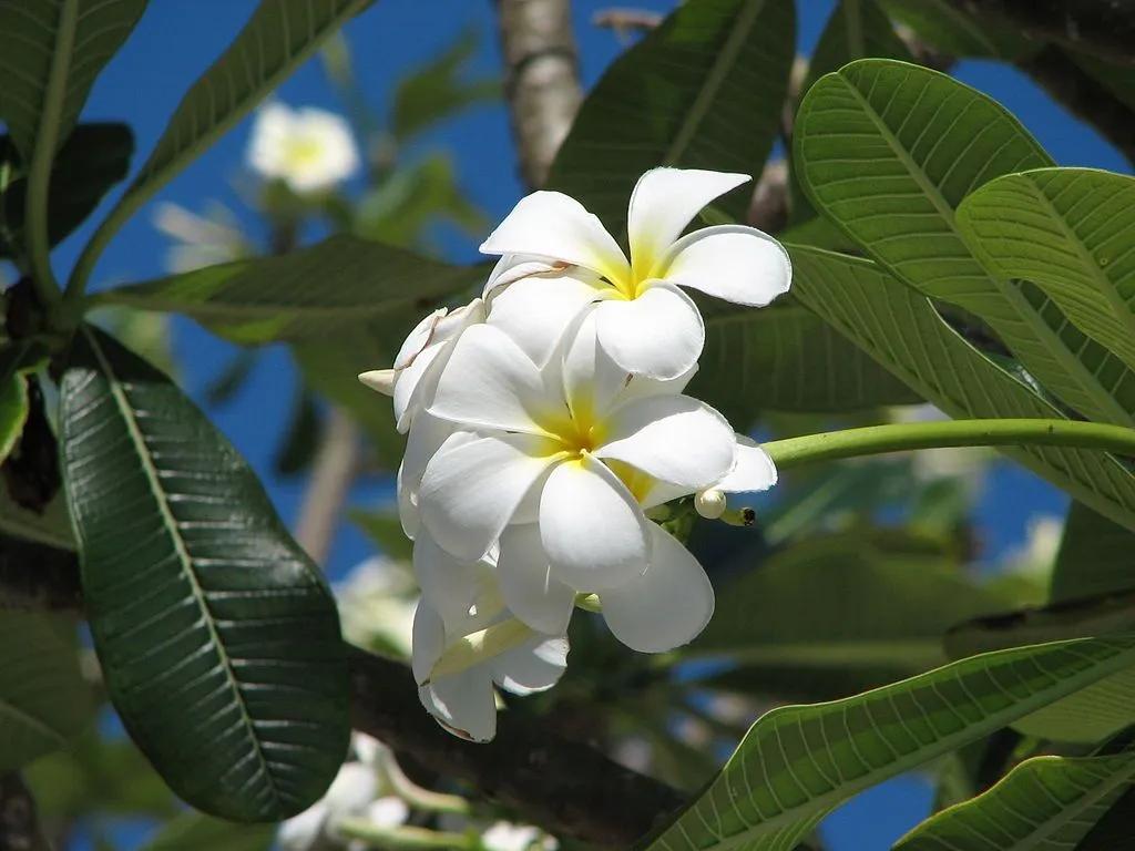Plumeria White Flowers