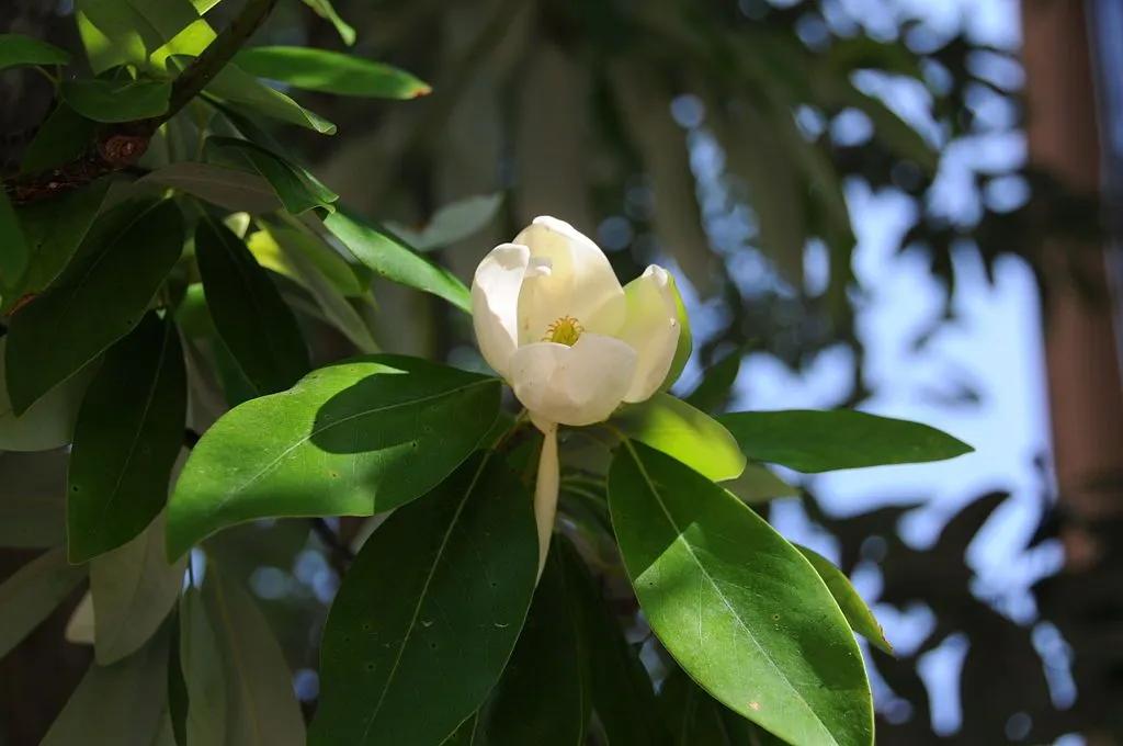 White Magnolia in the Garden