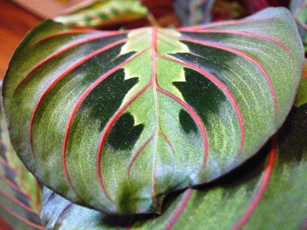 Maranta Leaf