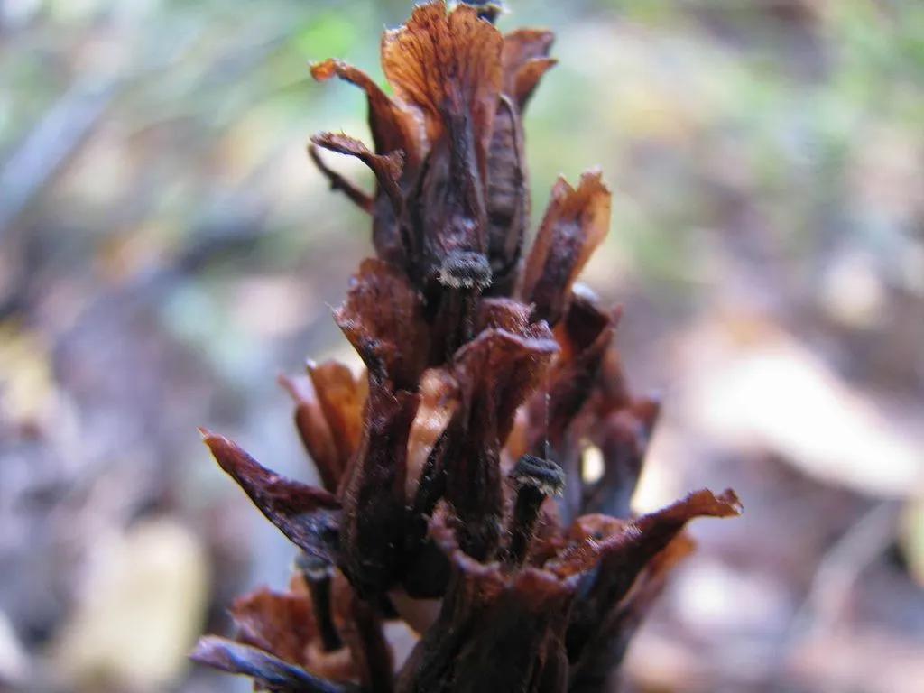 Monotropa's Brown Growth