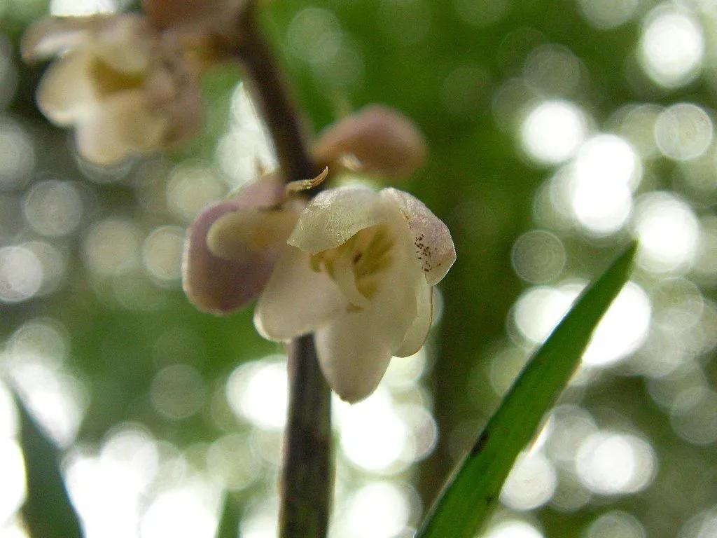 Beautiful Ophiopogon Close-Up