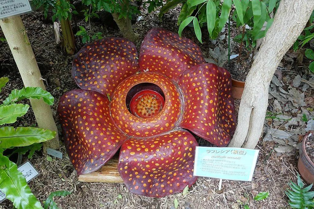 Rafflesia in the Botanical Garden