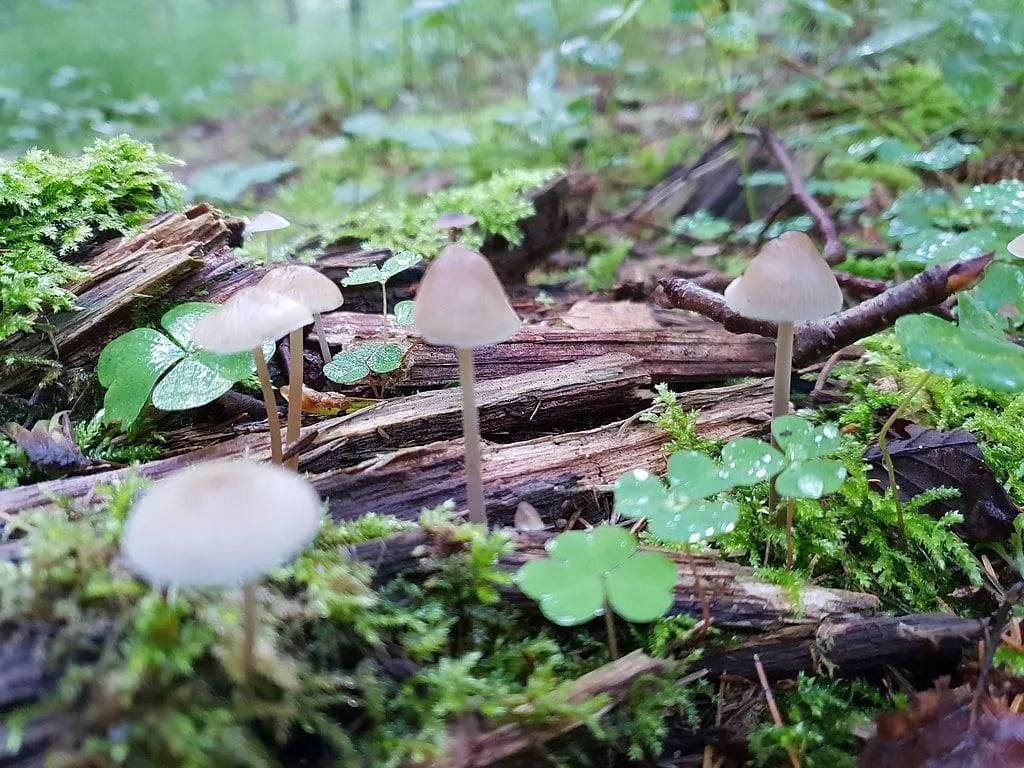 Mushrooms on the Log