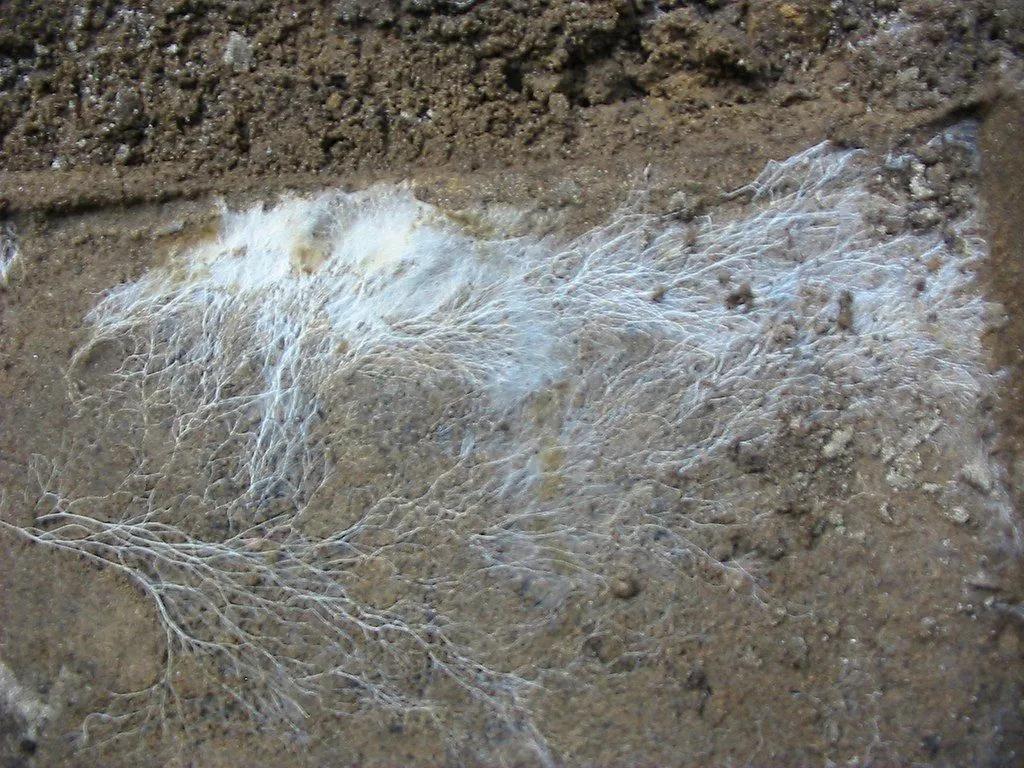 Mycelium in Soil