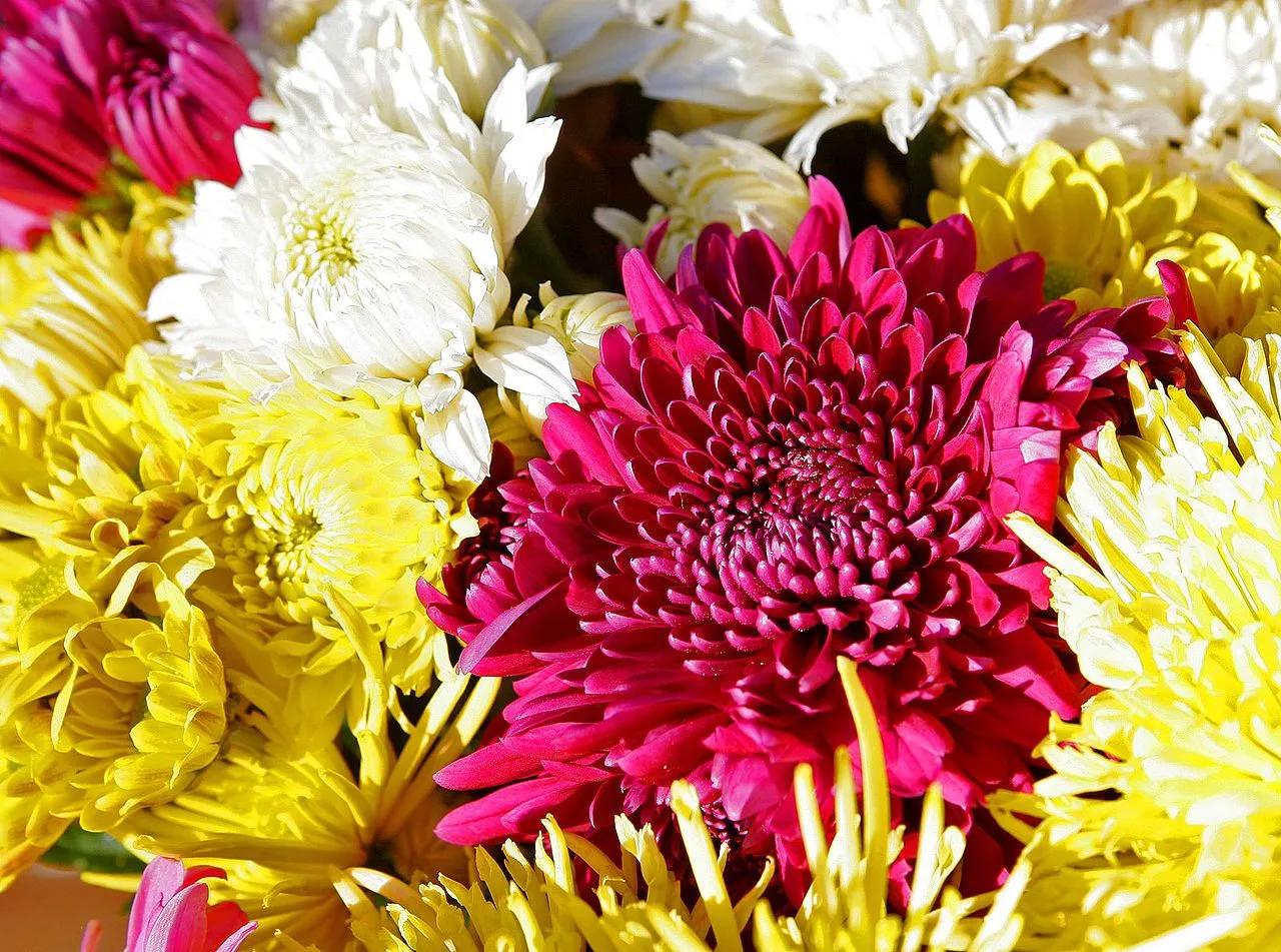 Chrysantemums in Different Colors