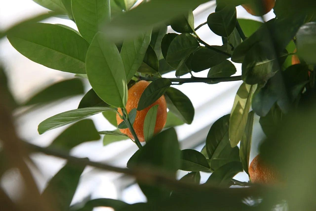 Round Kumquat in the Greenhouse