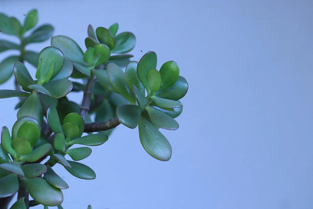 Jade Plant Indoors