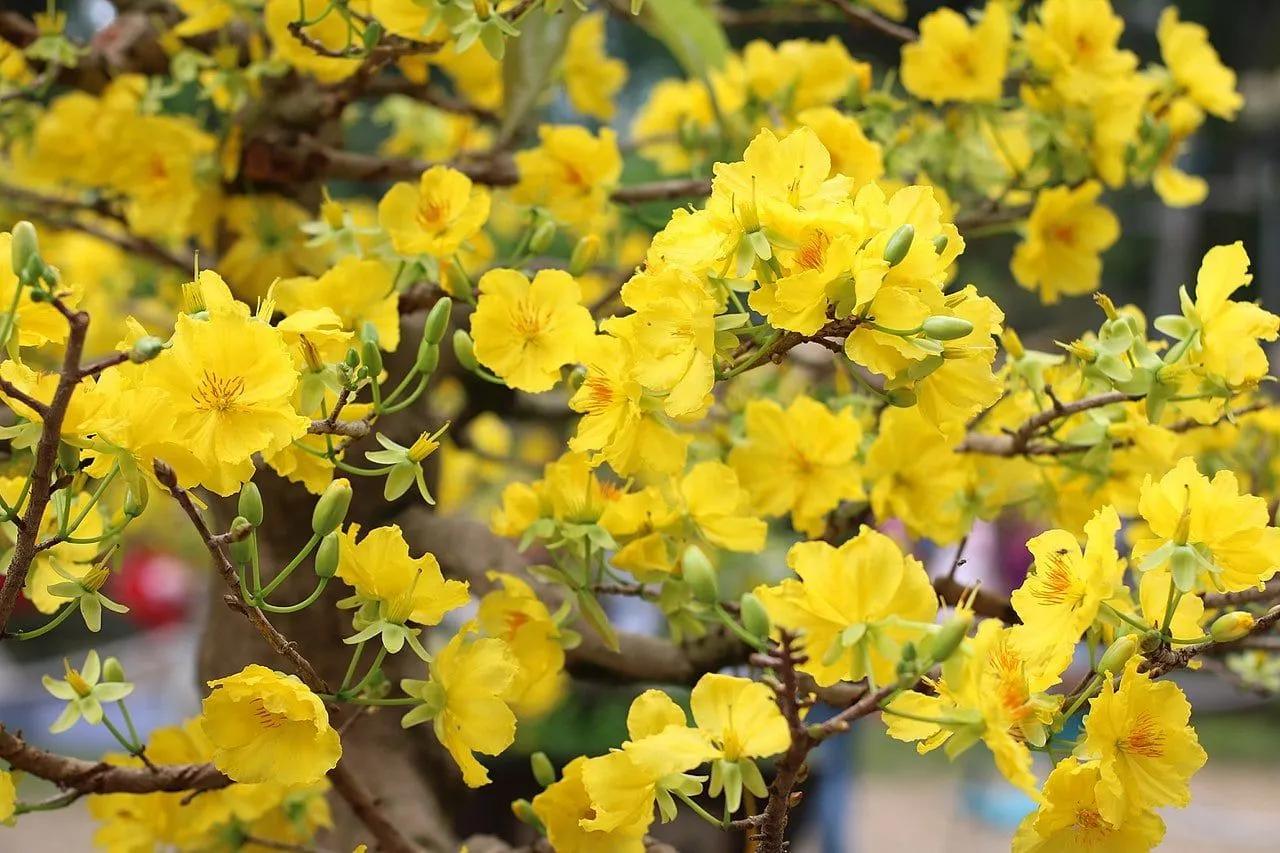 Yellow Mai Flowers in the Garden