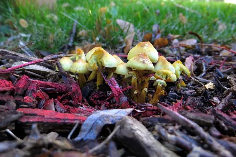 Magic Mushrooms in the Yard