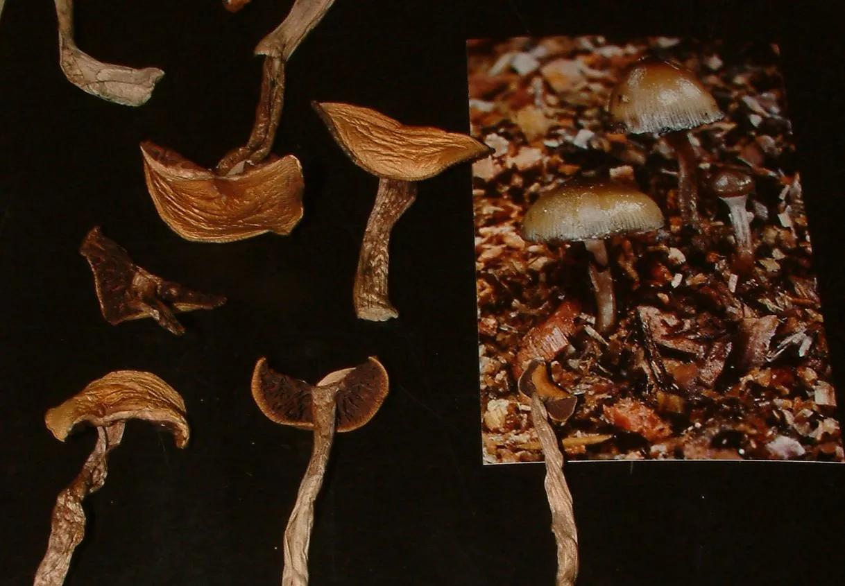 Mushrooms on the Black Backround