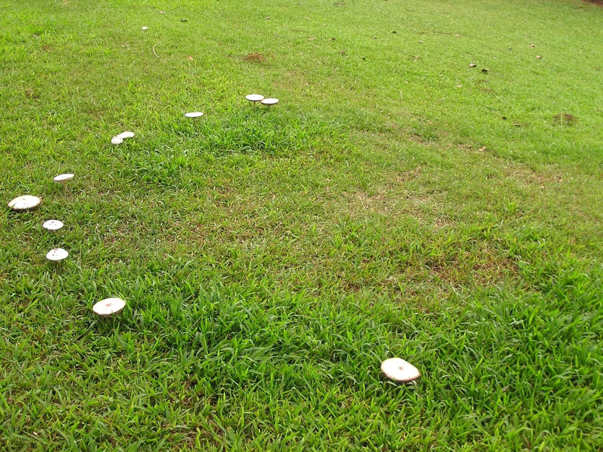 A Fairy Ring on the Lawn