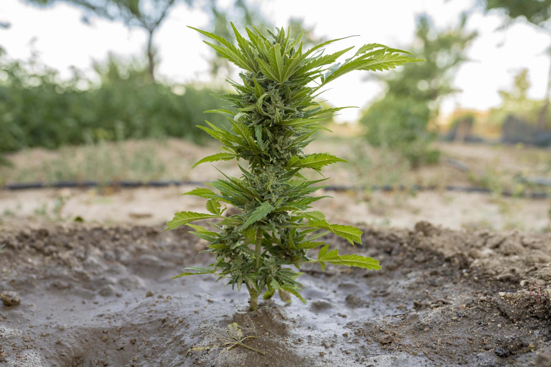 small-marijuana-plant-planted-freshly-watered-2022-01-27-22-52-59-utc-min.JPG