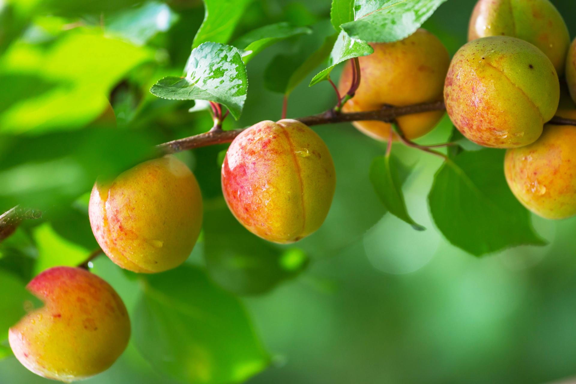Apricots on a branch
