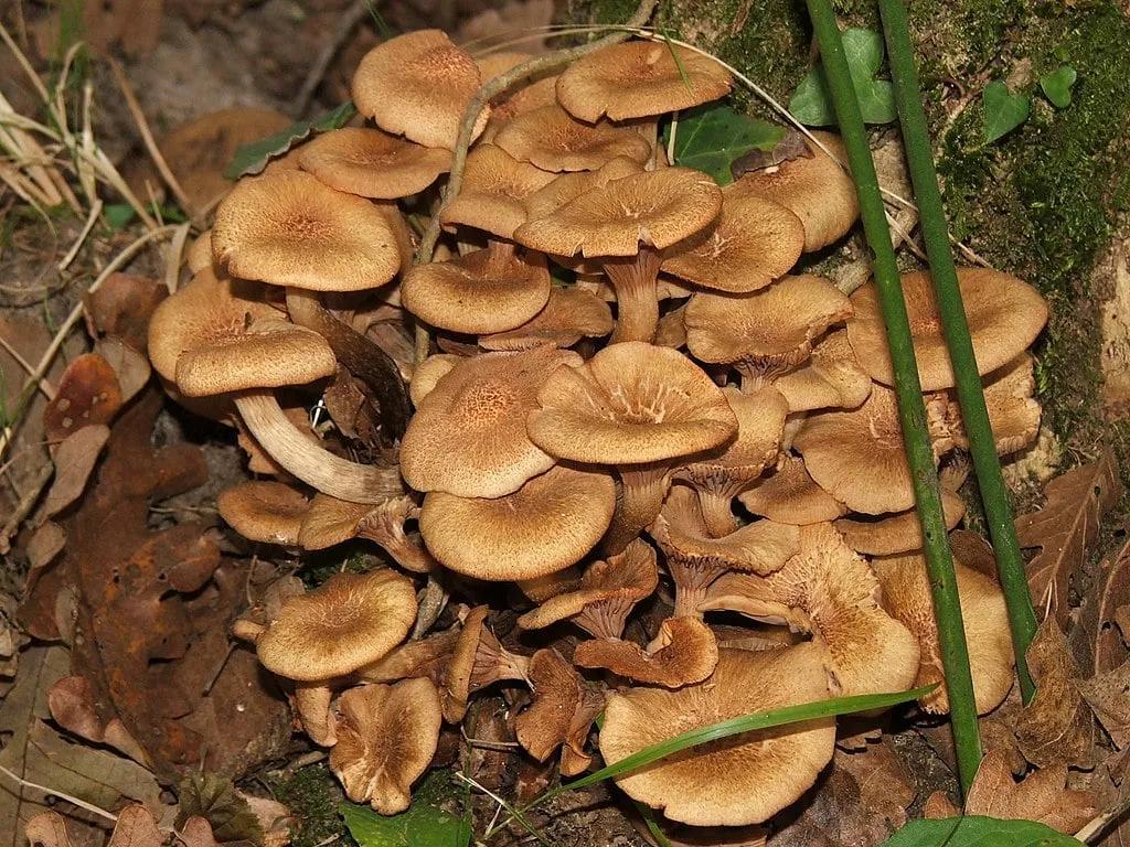 Armillaria Mushrooms in the Wild