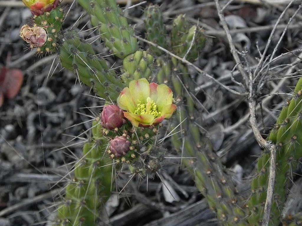 Cylindropuntia Growing in the Wild
