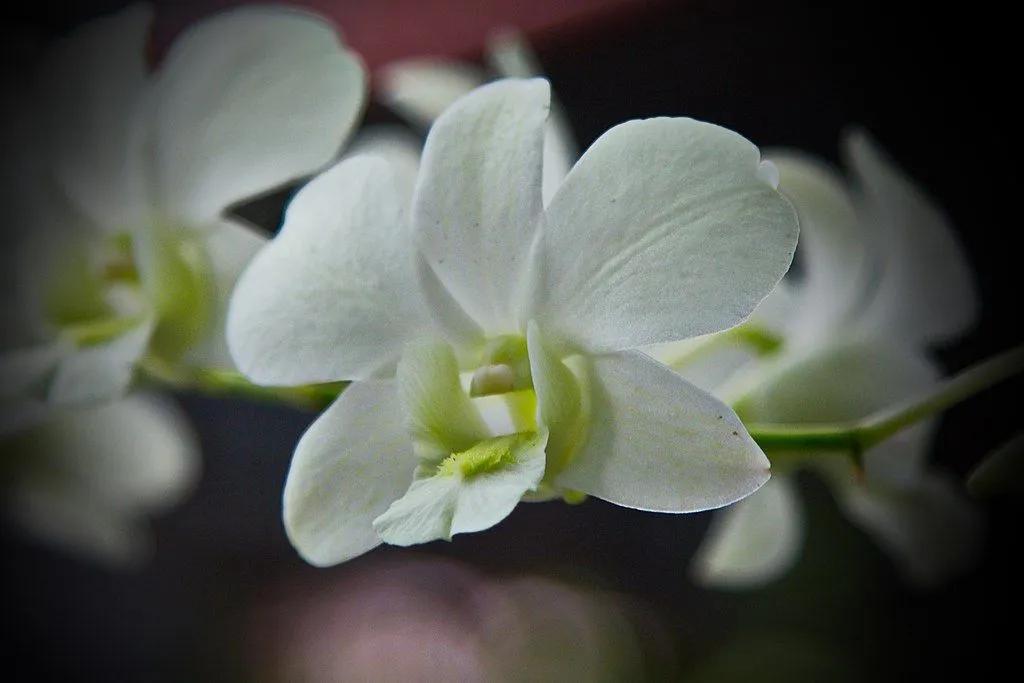 White Dendrobium Flowers