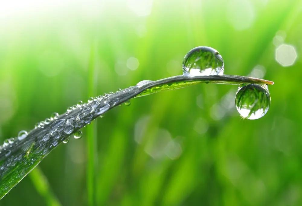 Two Drops of Water on Grass