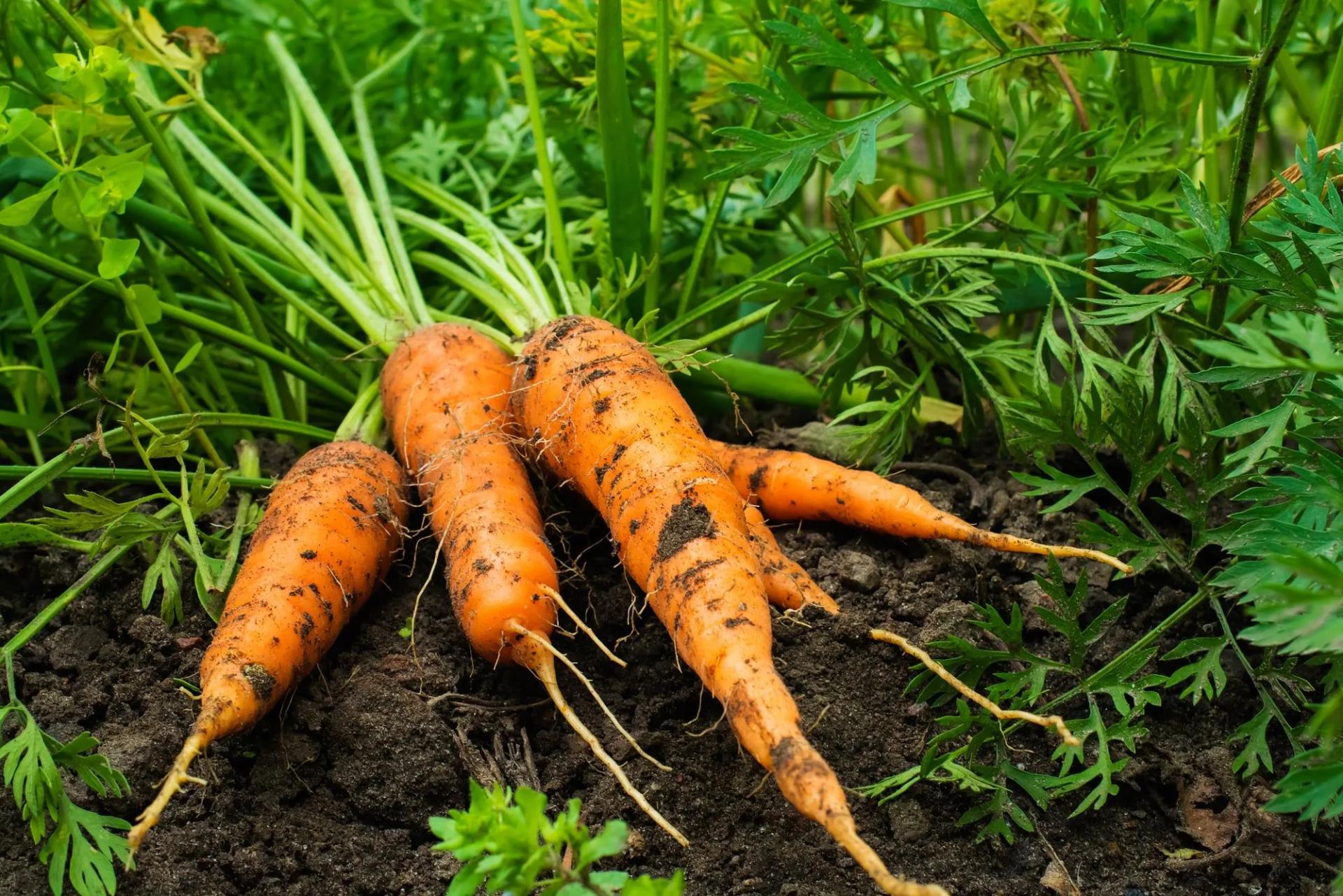 Grown Carrots on the Ground